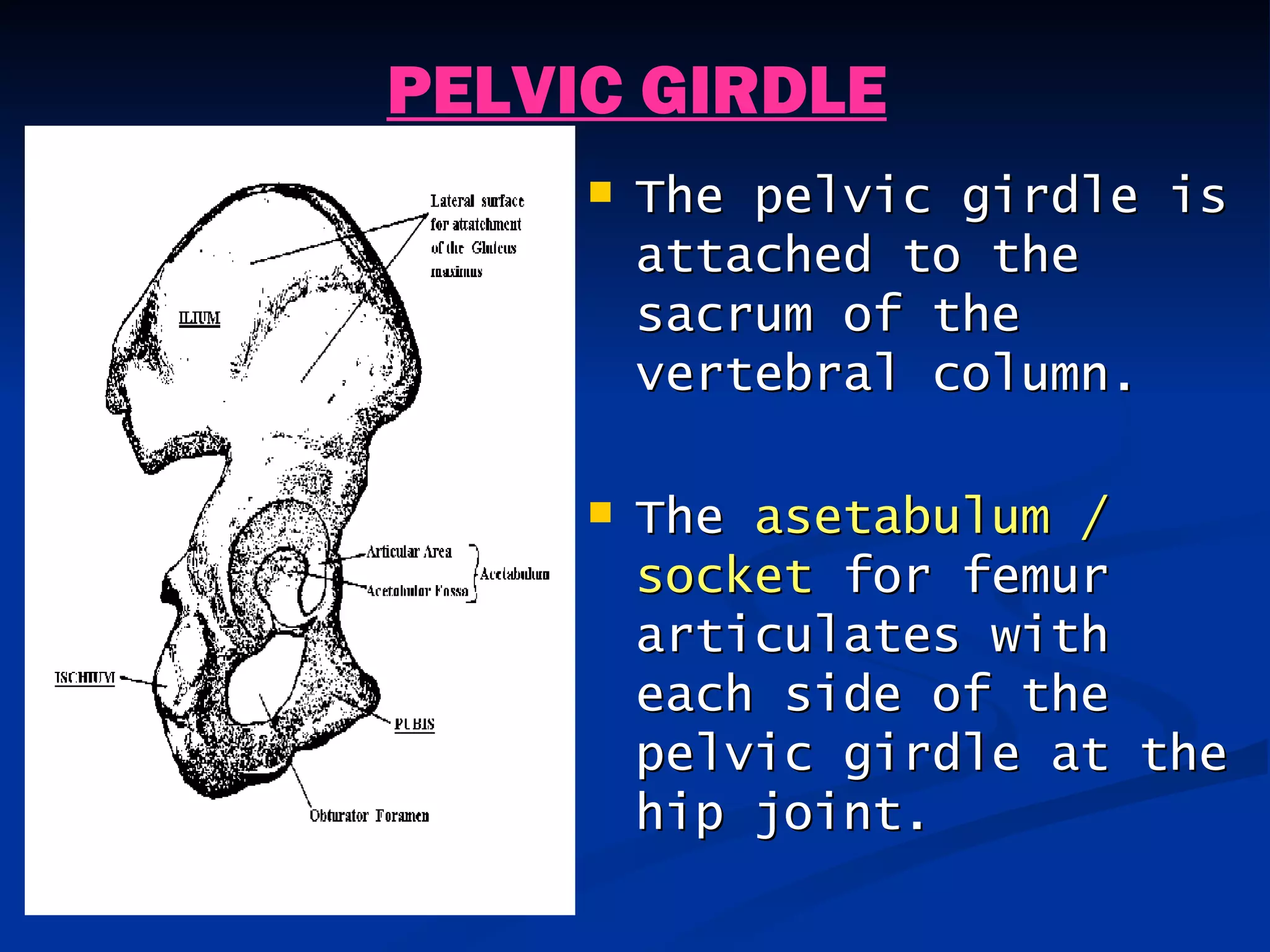 PELVIC GIRDLE
        The pelvic girdle is
         attached to the
         sacrum of the
         vertebral column.

        The asetabulum /
         socket for femur
         articulates with
         each side of the
         pelvic girdle at the
         hip joint.
 