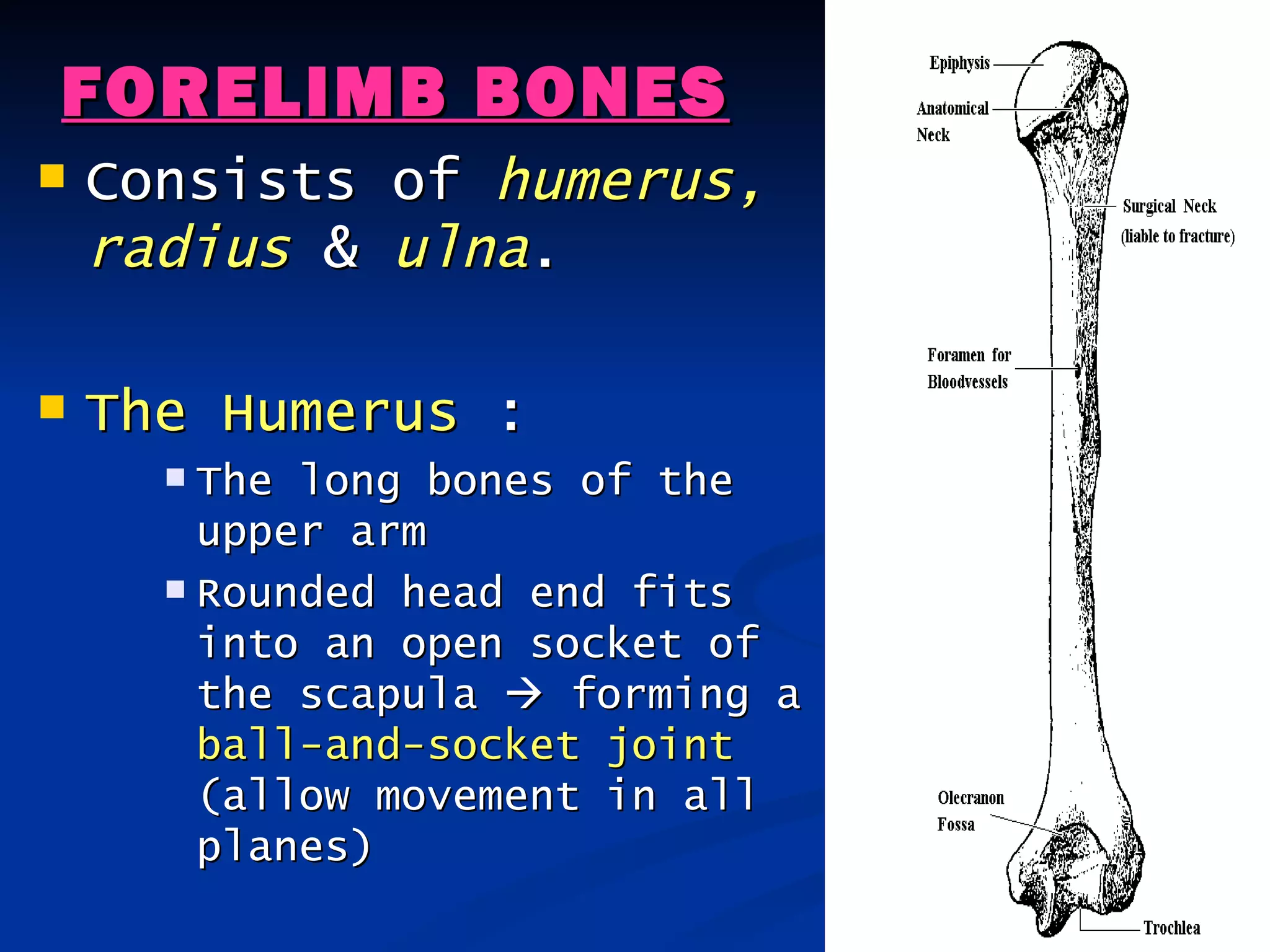 FORELIMB BONES
   Consists of humerus,
    radius & ulna.

   The Humerus :
       The long bones of the
        upper arm
       Rounded head end fits
        into an open socket of
        the scapula  forming a
        ball-and-socket joint
        (allow movement in all
        planes)
 