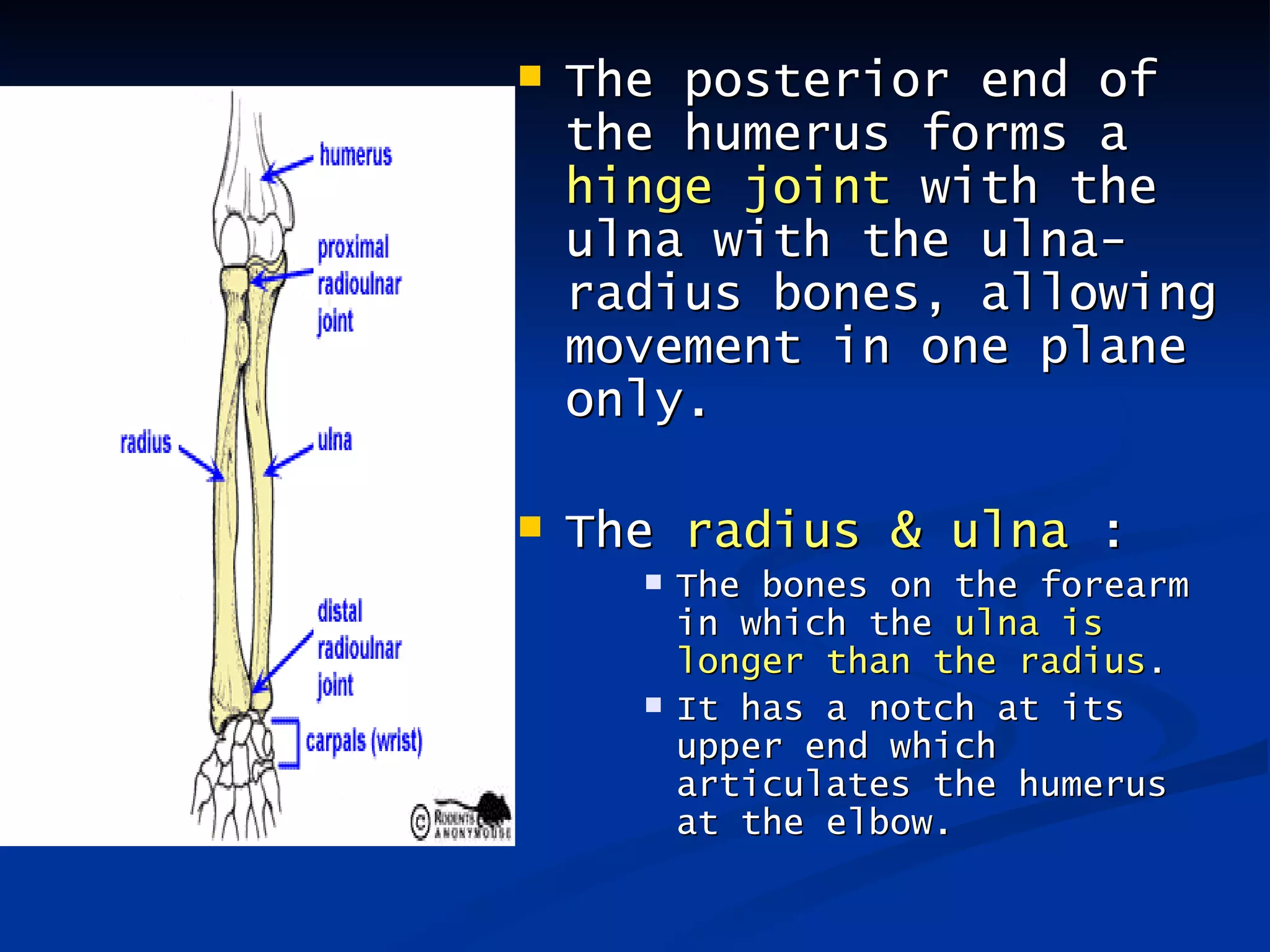    The posterior end of
    the humerus forms a
    hinge joint with the
    ulna with the ulna-
    radius bones, allowing
    movement in one plane
    only.

   The radius & ulna :
         The bones on the forearm
          in which the ulna is
          longer than the radius.
         It has a notch at its
          upper end which
          articulates the humerus
          at the elbow.
 
