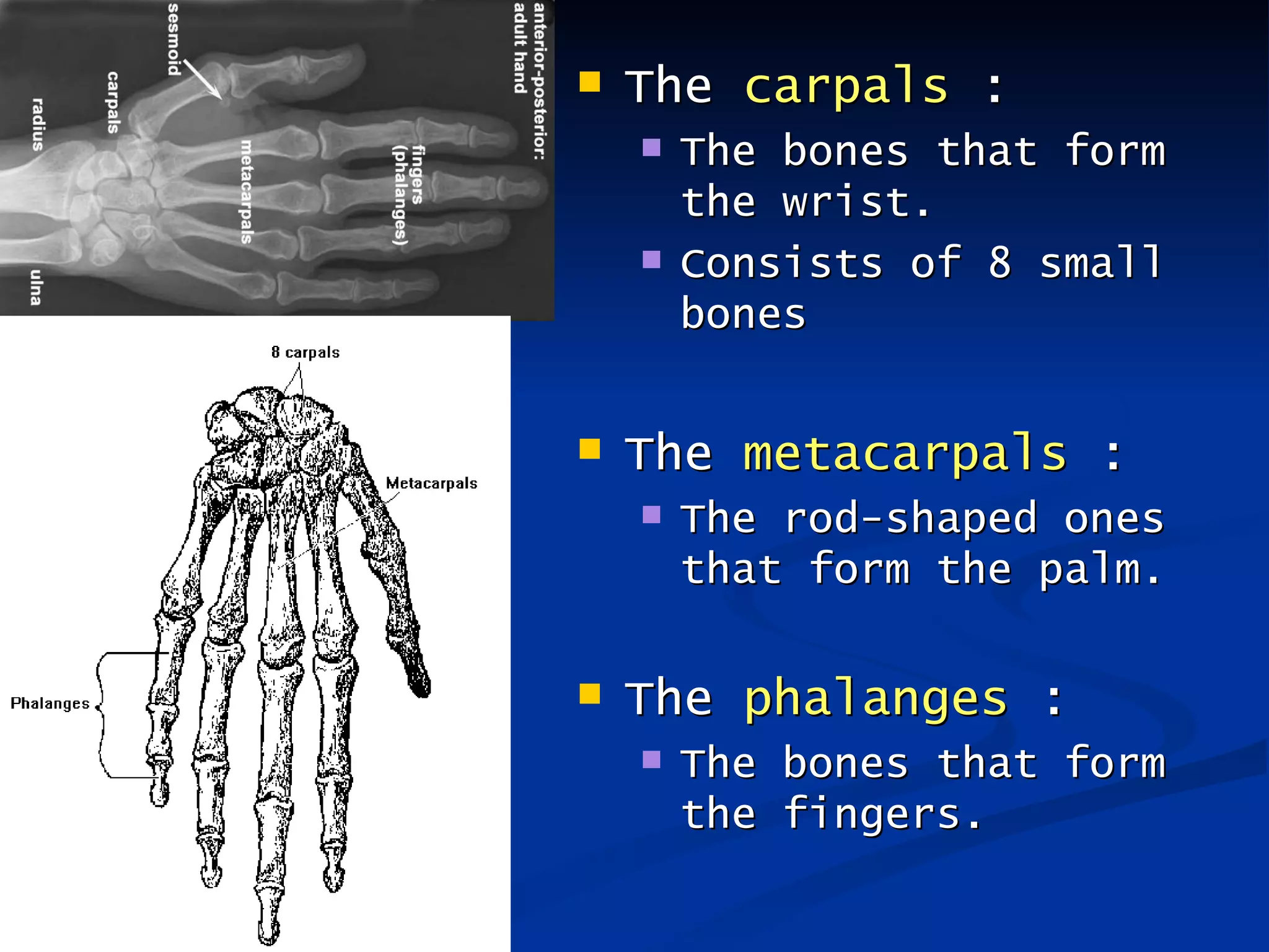    The carpals :
       The bones that form
        the wrist.
       Consists of 8 small
        bones


   The metacarpals :
       The rod-shaped ones
        that form the palm.

   The phalanges :
       The bones that form
        the fingers.
 
