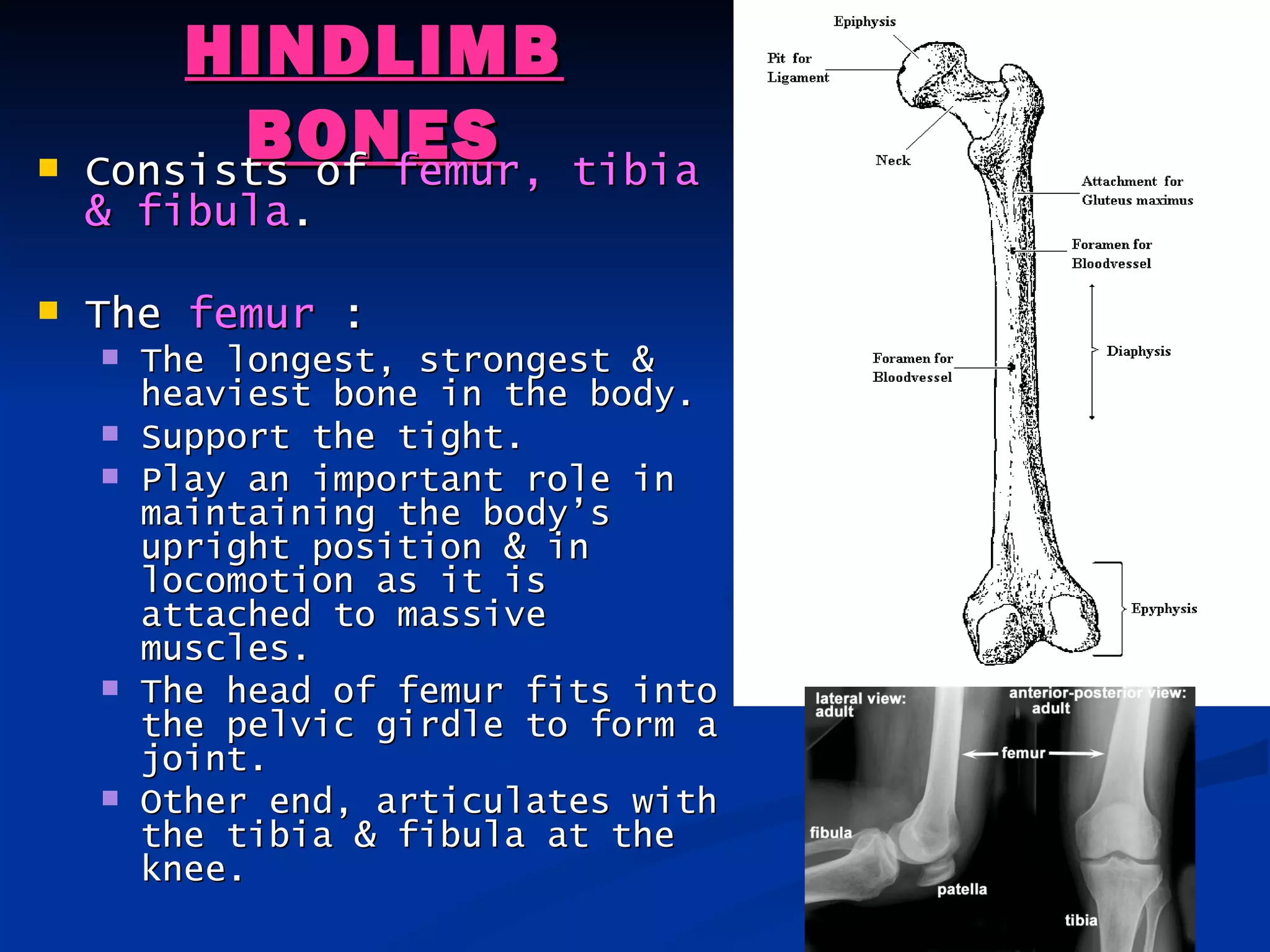 HINDLIMB

          BONES tibia
    Consists of femur,
    & fibula.

   The femur :
       The longest, strongest &
        heaviest bone in the body.
       Support the tight.
       Play an important role in
        maintaining the body’s
        upright position & in
        locomotion as it is
        attached to massive
        muscles.
       The head of femur fits into
        the pelvic girdle to form a
        joint.
       Other end, articulates with
        the tibia & fibula at the
        knee.
 