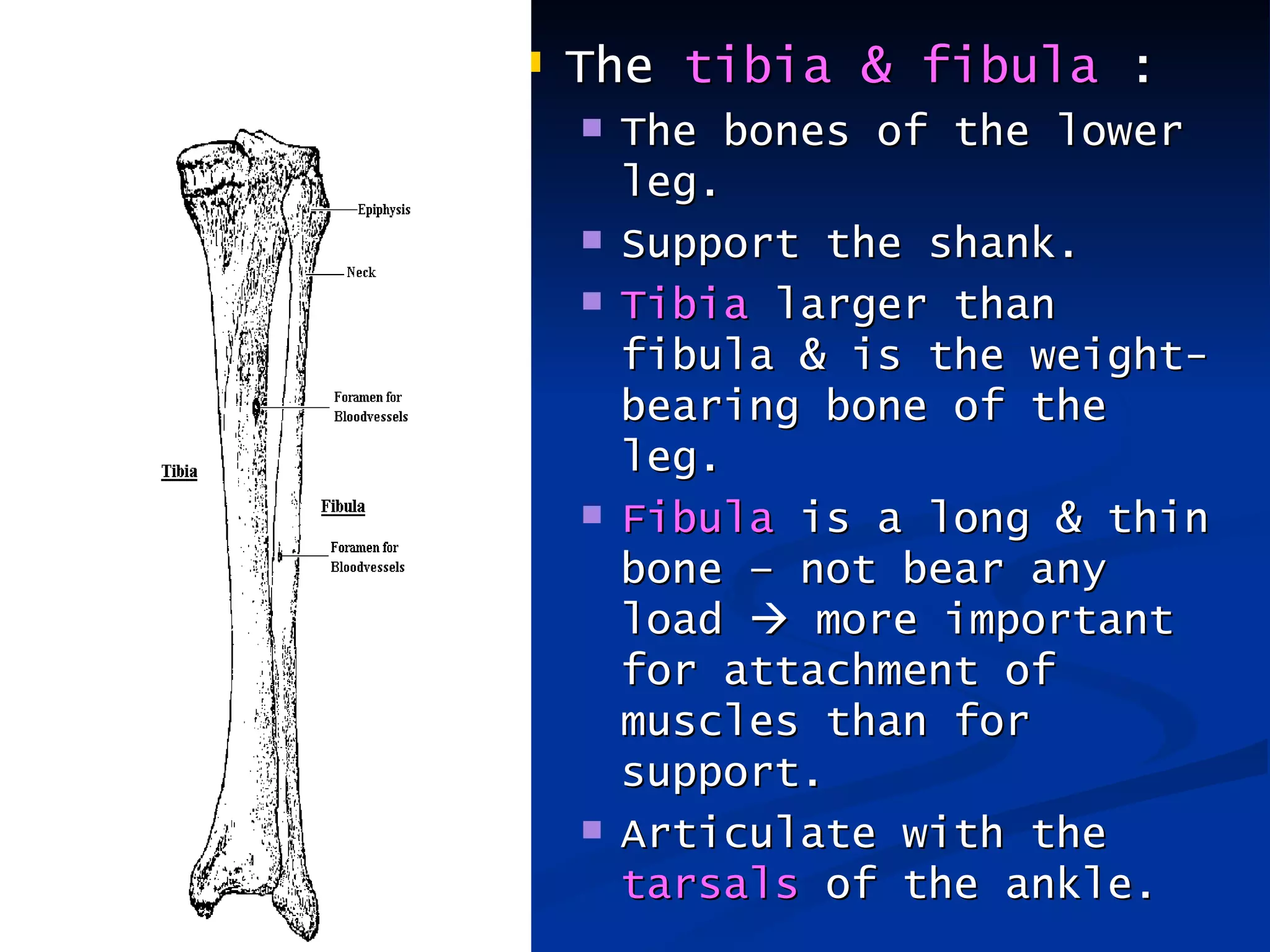    The tibia & fibula :
       The bones of the lower
        leg.
       Support the shank.
       Tibia larger than
        fibula & is the weight-
        bearing bone of the
        leg.
       Fibula is a long & thin
        bone – not bear any
        load  more important
        for attachment of
        muscles than for
        support.
       Articulate with the
        tarsals of the ankle.
 