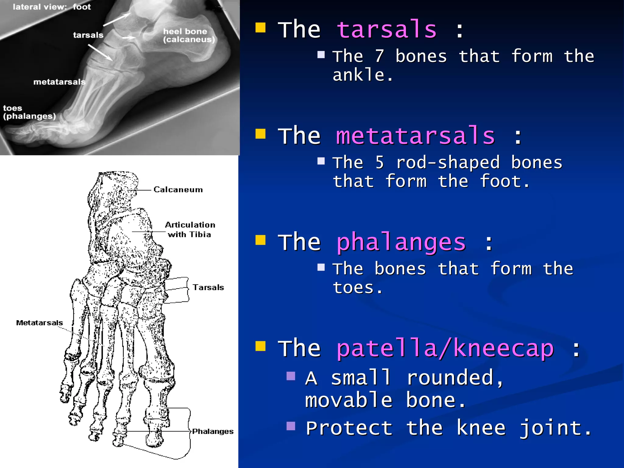    The tarsals :
           The 7 bones that form the
            ankle.


   The metatarsals :
           The 5 rod-shaped bones
            that form the foot.


   The phalanges :
           The bones that form the
            toes.


   The patella/kneecap :
       A small   rounded,
        movable   bone.
       Protect   the knee joint.
 