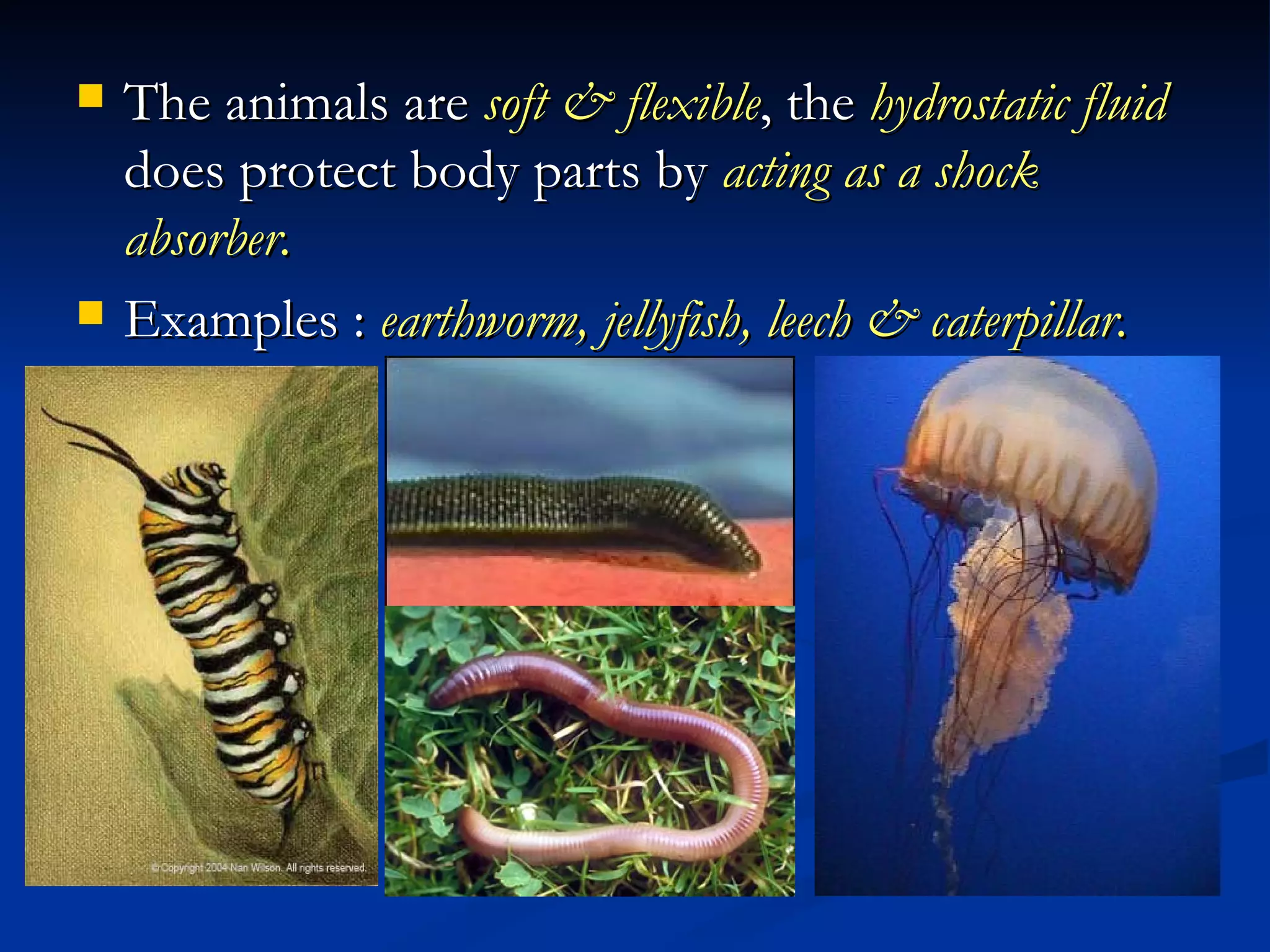    The animals are soft & flexible, the hydrostatic fluid
    does protect body parts by acting as a shock
    absorber.
   Examples : earthworm, jellyfish, leech & caterpillar.
 