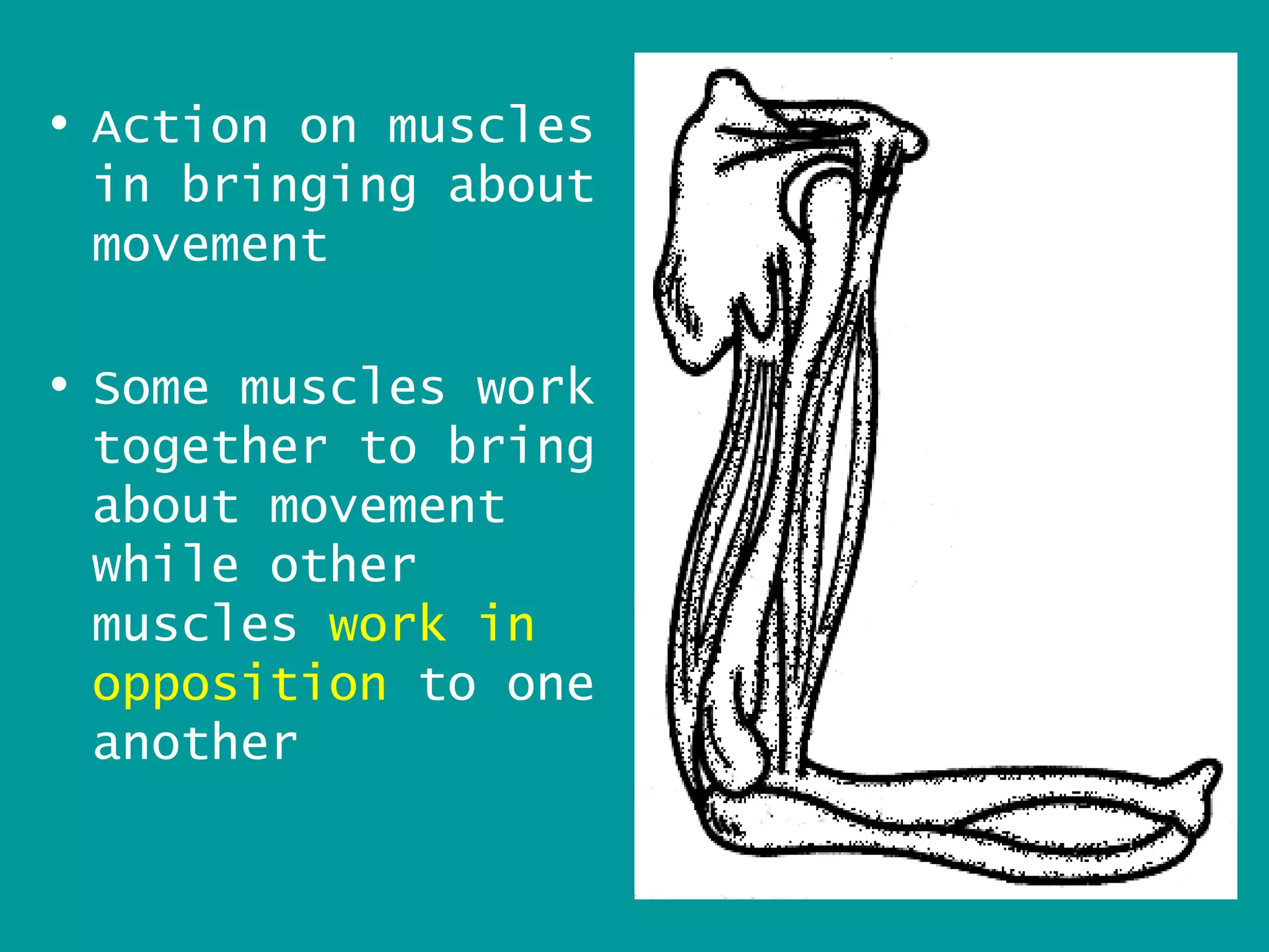 • Action on muscles
  in bringing about
  movement

• Some muscles work
  together to bring
  about movement
  while other
  muscles work in
  opposition to one
  another

                      12
 