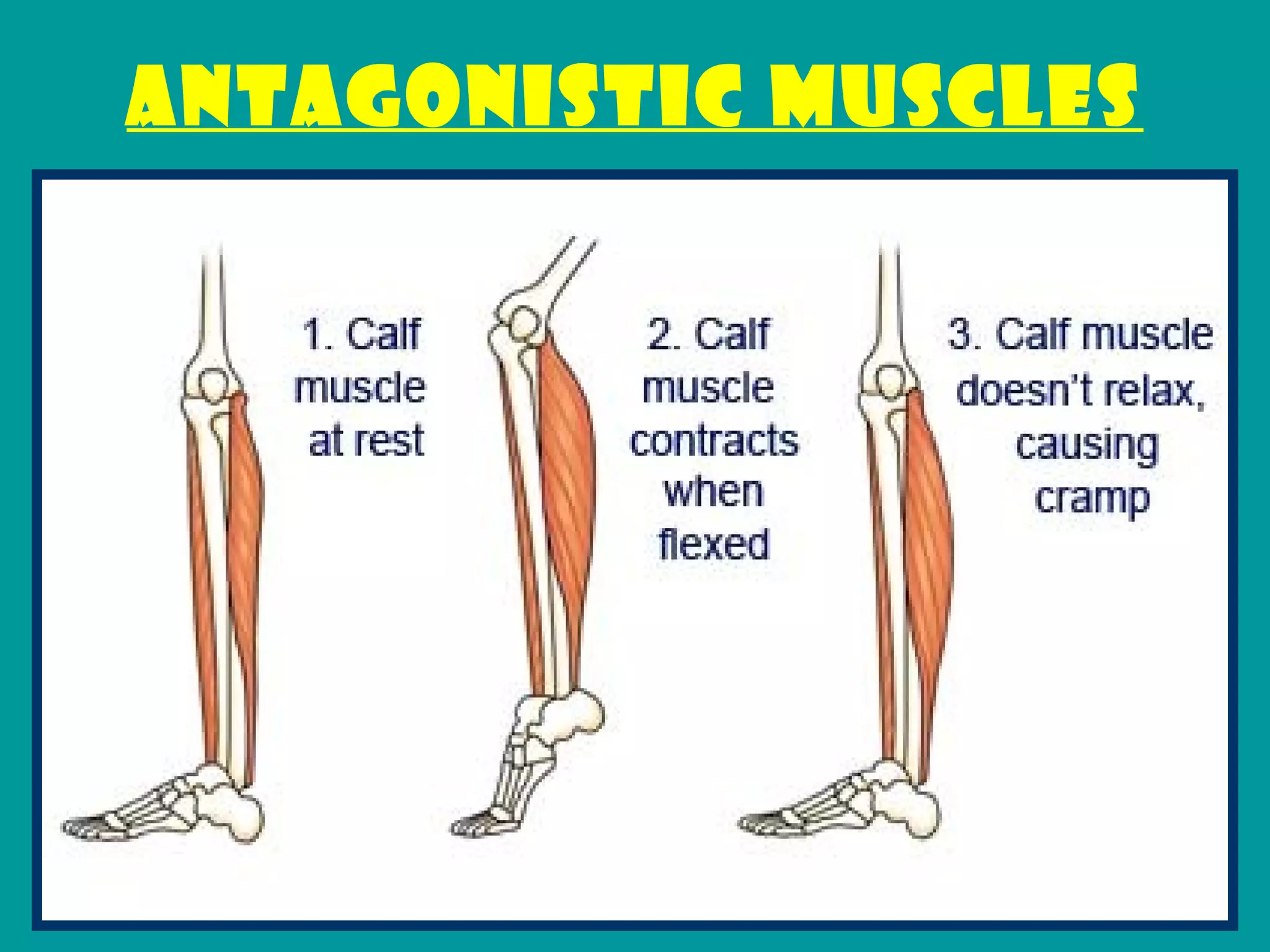 ANTAGONISTIC MUSCLES




                       14
 
