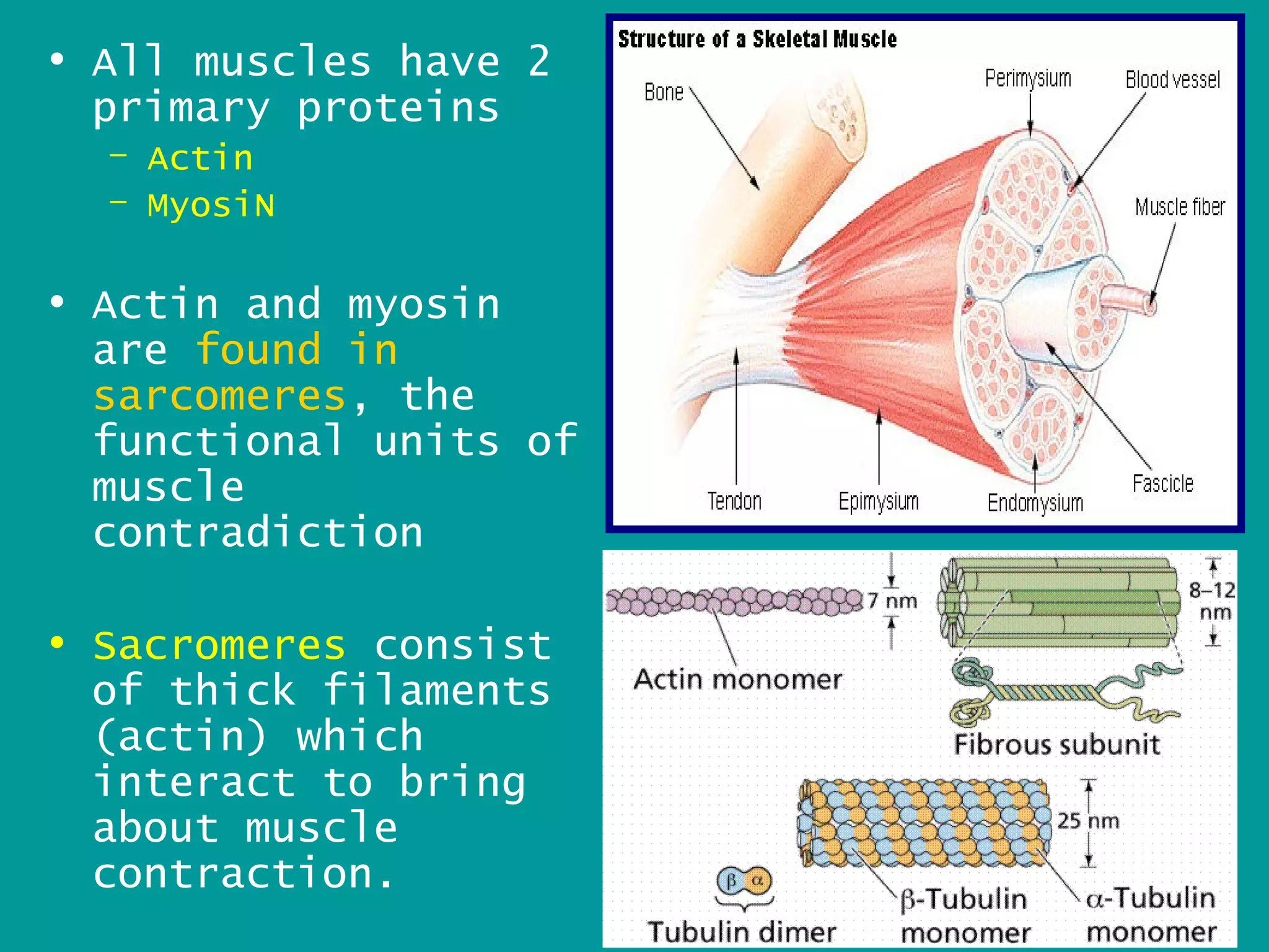 • All muscles have 2
  primary proteins
  – Actin
  – MyosiN

• Actin and myosin
  are found in
  sarcomeres, the
  functional units of
  muscle
  contradiction

• Sacromeres consist
  of thick filaments
  (actin) which
  interact to bring
  about muscle
  contraction.          15
 