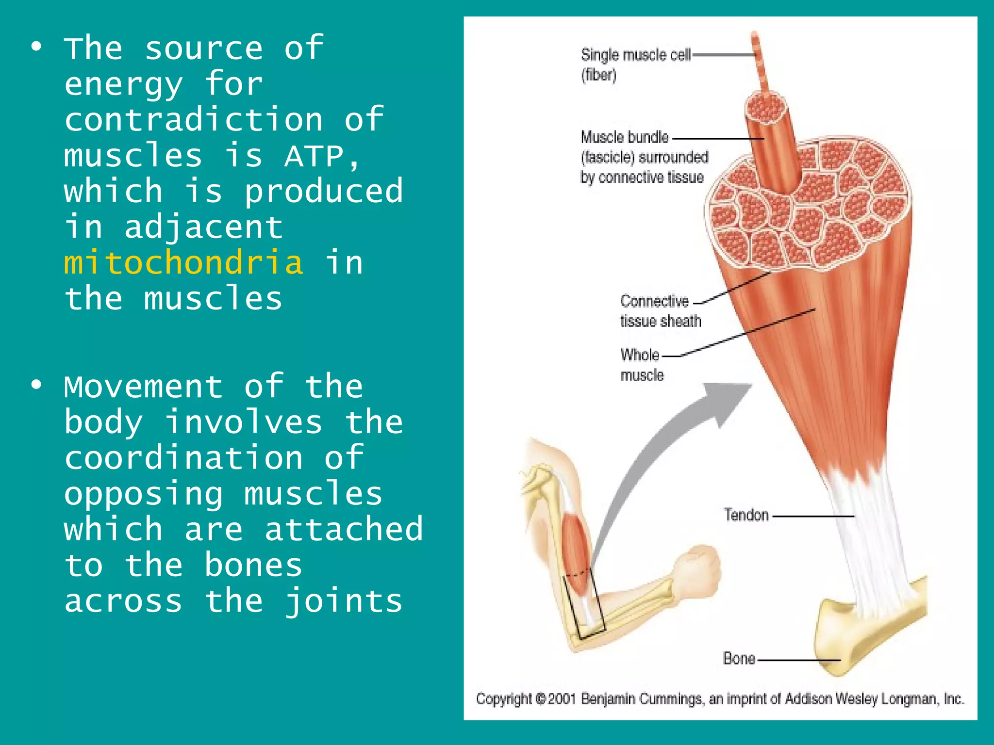 • The source of
  energy for
  contradiction of
  muscles is ATP,
  which is produced
  in adjacent
  mitochondria in
  the muscles

• Movement of the
  body involves the
  coordination of
  opposing muscles
  which are attached
  to the bones
  across the joints

                       16
 