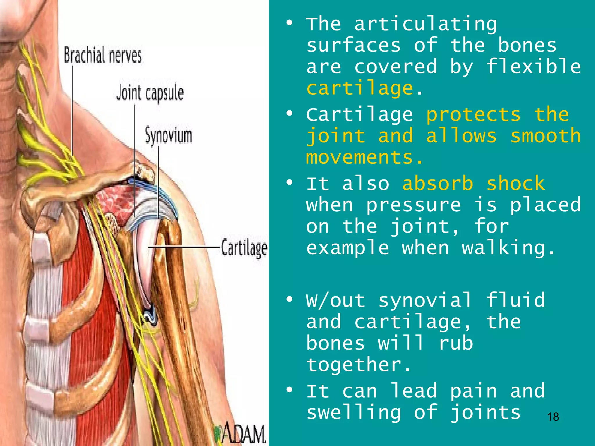 • The articulating
  surfaces of the bones
  are covered by flexible
  cartilage.
• Cartilage protects the
  joint and allows smooth
  movements.
• It also absorb shock
  when pressure is placed
  on the joint, for
  example when walking.

• W/out synovial fluid
  and cartilage, the
  bones will rub
  together.
• It can lead pain and
  swelling of joints 18
 