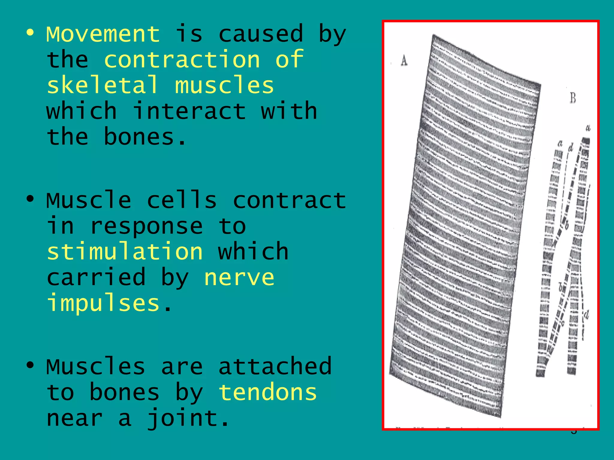 • Movement is caused by
  the contraction of
  skeletal muscles
  which interact with
  the bones.

• Muscle cells contract
  in response to
  stimulation which
  carried by nerve
  impulses.

• Muscles are attached
  to bones by tendons
  near a joint.           3
 