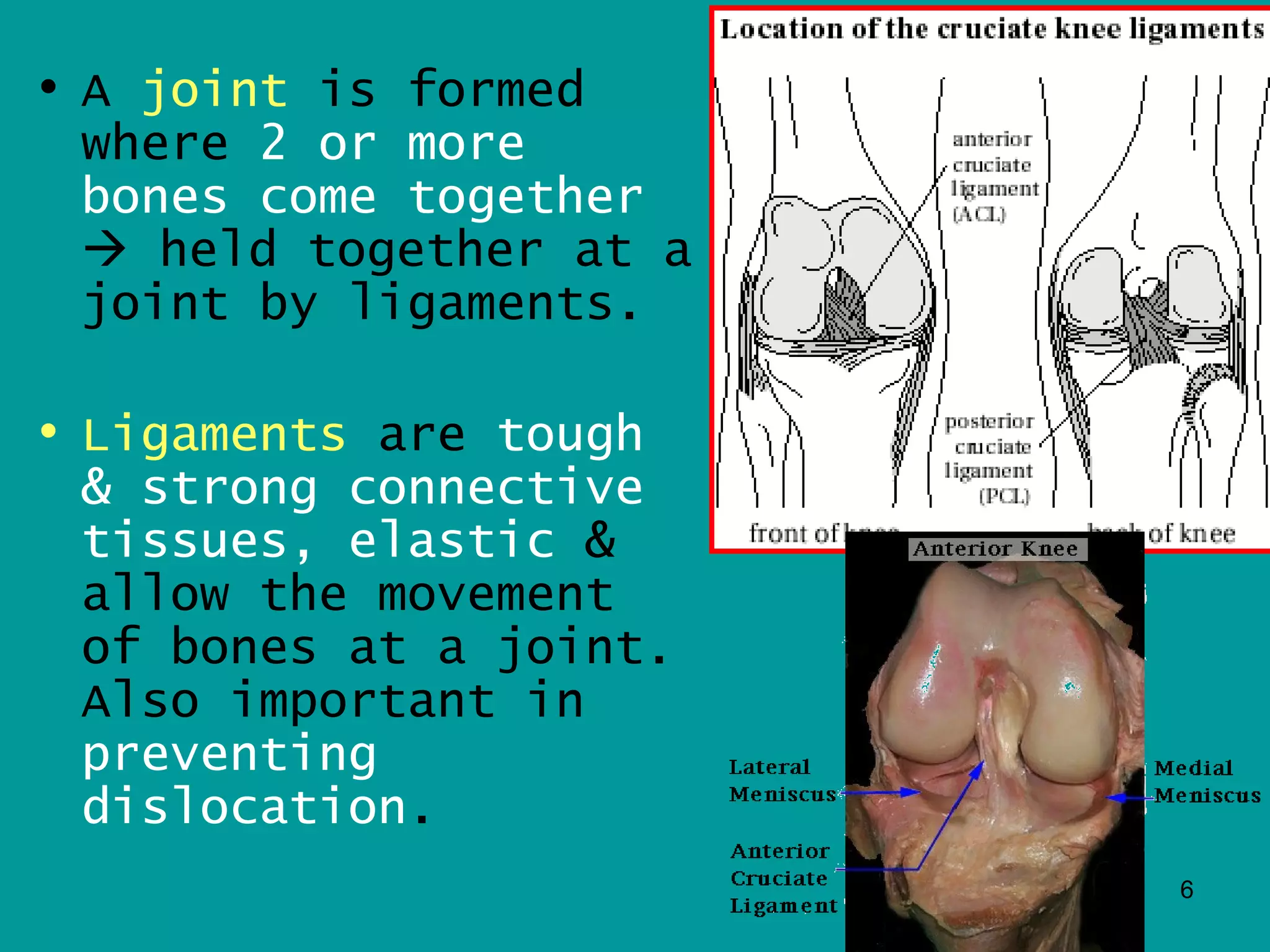 • A joint is formed
  where 2 or more
  bones come together
   held together at a
  joint by ligaments.

• Ligaments are tough
  & strong connective
  tissues, elastic &
  allow the movement
  of bones at a joint.
  Also important in
  preventing
  dislocation.
                         6
 