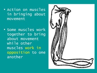 • Action on muscles
  in bringing about
  movement

• Some muscles work
  together to bring
  about movement
  while other
  muscles work in
  opposition to one
  another

                      12
 