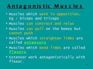 A n t a g o n is t ic M u s c le s
• Muscles which work in opposition.
  Eg : biceps and triceps
• Muscles can contract and relax
• Muscles can pull on the bones but
  cannot push
• Muscles which straighten limbs are
  called extensors
• Muscles which bend limbs are called
  flexors
• Extensor work antagonistically with
  flexor.
                                        13
 