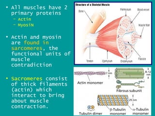 • All muscles have 2
  primary proteins
  – Actin
  – MyosiN

• Actin and myosin
  are found in
  sarcomeres, the
  functional units of
  muscle
  contradiction

• Sacromeres consist
  of thick filaments
  (actin) which
  interact to bring
  about muscle
  contraction.          15
 