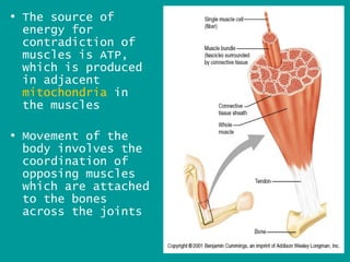 • The source of
  energy for
  contradiction of
  muscles is ATP,
  which is produced
  in adjacent
  mitochondria in
  the muscles

• Movement of the
  body involves the
  coordination of
  opposing muscles
  which are attached
  to the bones
  across the joints

                       16
 