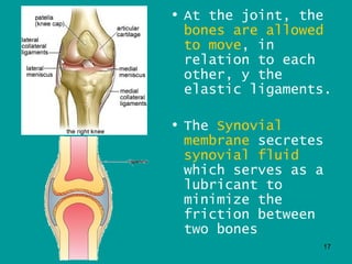 • At the joint, the
  bones are allowed
  to move, in
  relation to each
  other, y the
  elastic ligaments.

• The Synovial
  membrane secretes
  synovial fluid
  which serves as a
  lubricant to
  minimize the
  friction between
  two bones
                  17
 