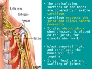 • The articulating
  surfaces of the bones
  are covered by flexible
  cartilage.
• Cartilage protects the
  joint and allows smooth
  movements.
• It also absorb shock
  when pressure is placed
  on the joint, for
  example when walking.

• W/out synovial fluid
  and cartilage, the
  bones will rub
  together.
• It can lead pain and
  swelling of joints 18
 