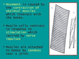 • Movement is caused by
  the contraction of
  skeletal muscles
  which interact with
  the bones.

• Muscle cells contract
  in response to
  stimulation which
  carried by nerve
  impulses.

• Muscles are attached
  to bones by tendons
  near a joint.           3
 