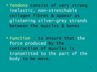 • Tendons consist of very strong
  inelastic, non-stretchable
  collagen fibres & appear as
  glistening silver-grey strands
  between the muscles & bones

• Function : to ensure that the
  force produced by the
  contraction of muscles is
  transmitted to the part of the
  body to be move.
                                   5
 