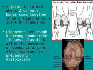 • A joint is formed
  where 2 or more
  bones come together
   held together at a
  joint by ligaments.

• Ligaments are tough
  & strong connective
  tissues, elastic &
  allow the movement
  of bones at a joint.
  Also important in
  preventing
  dislocation.
                         6
 