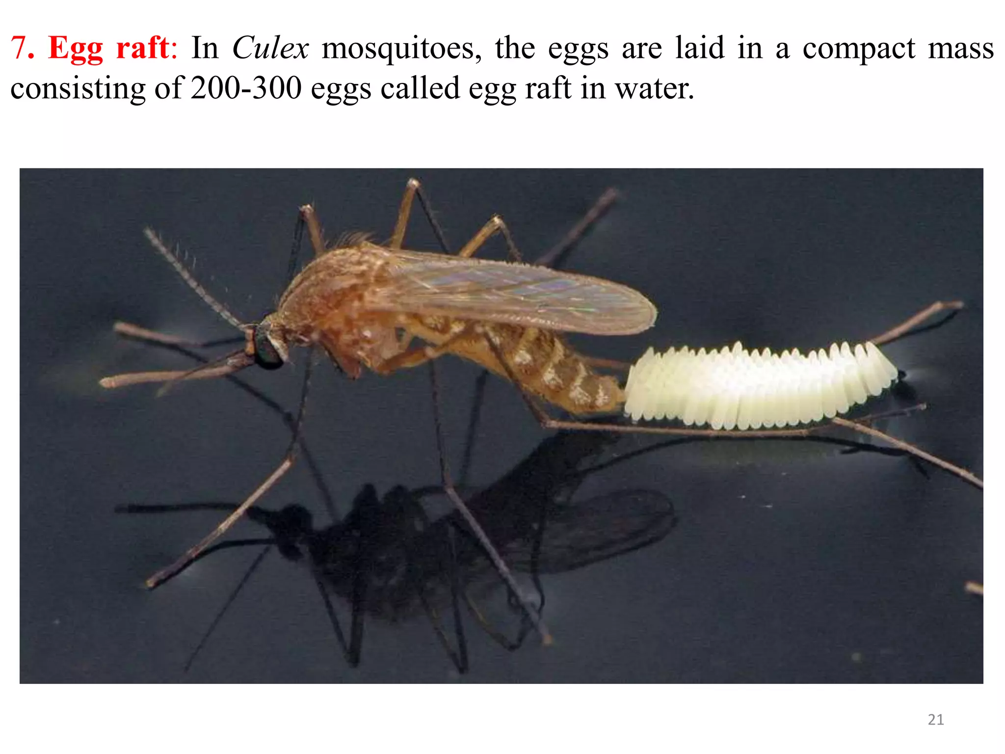 Metamorphosis and immature stages in insects | PPTX