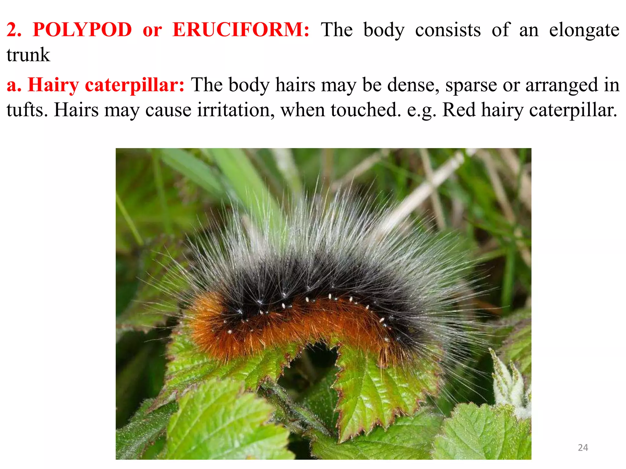 Metamorphosis and immature stages in insects | PPTX