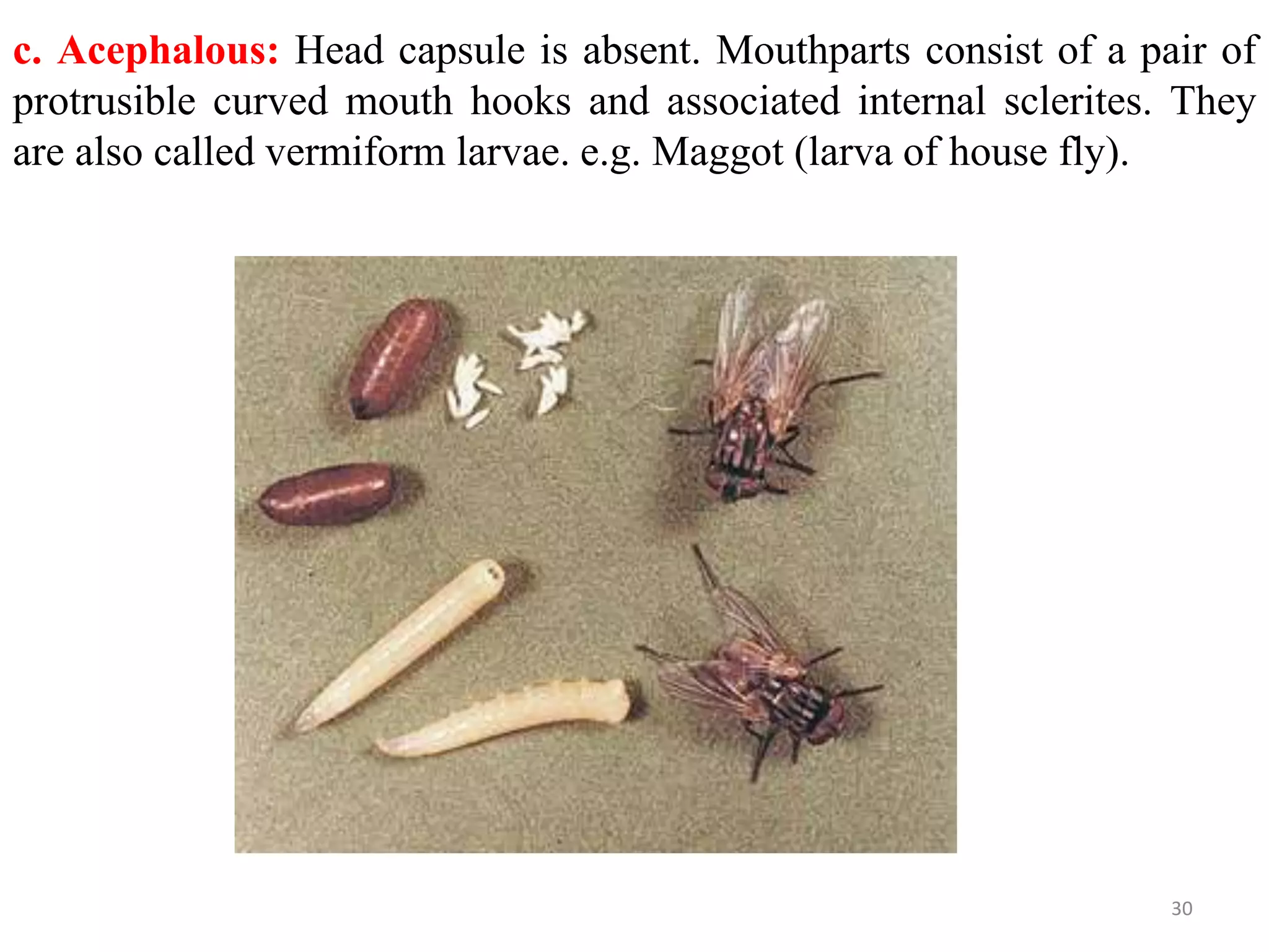 Metamorphosis and immature stages in insects | PPTX