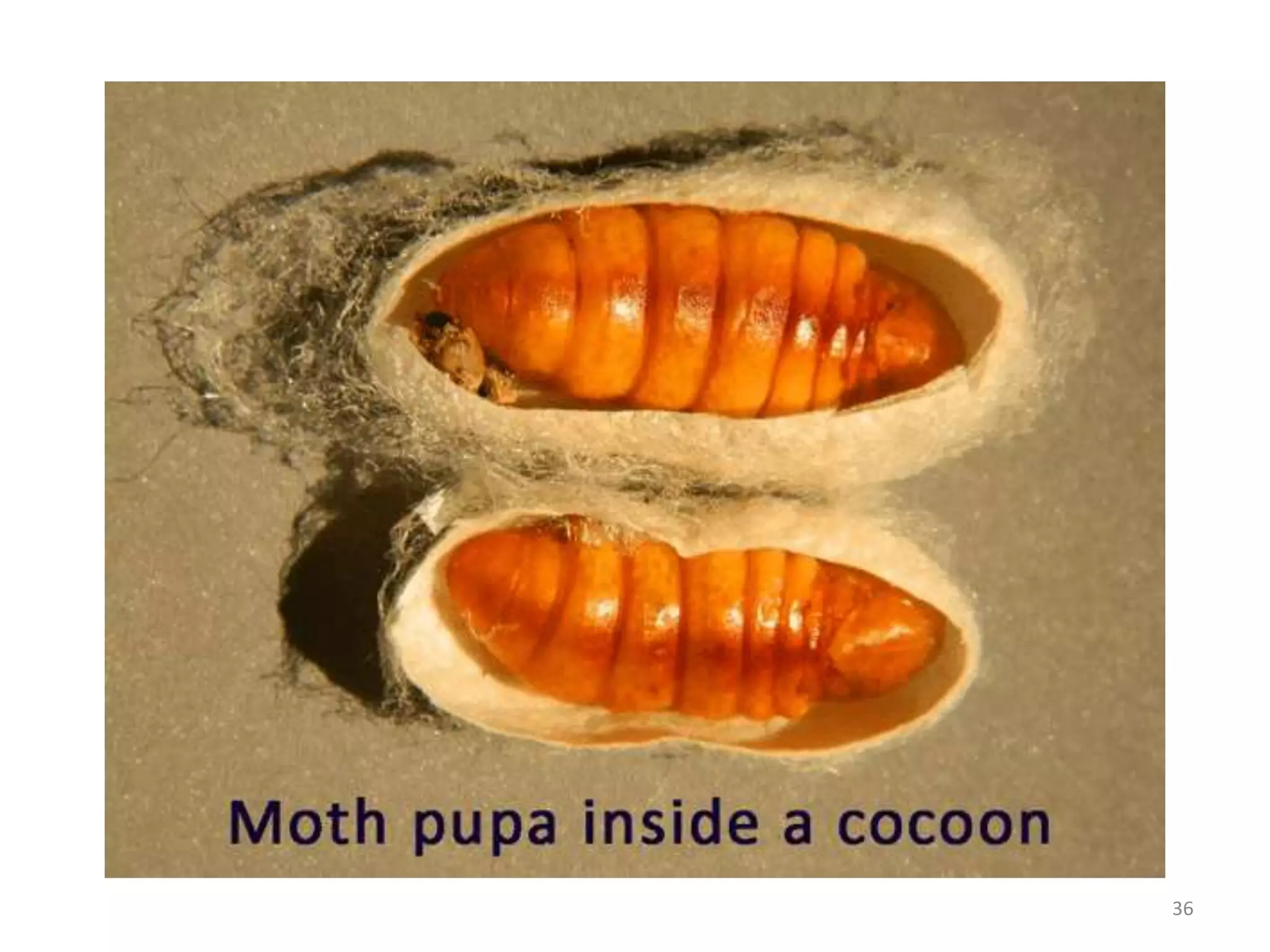 Metamorphosis and immature stages in insects | PPTX