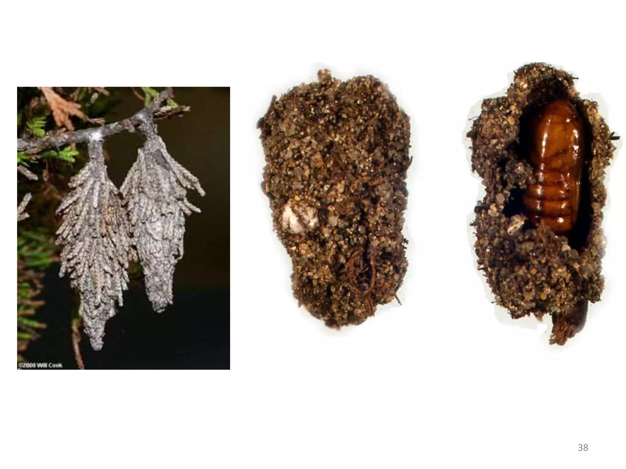 Metamorphosis and immature stages in insects | PPTX