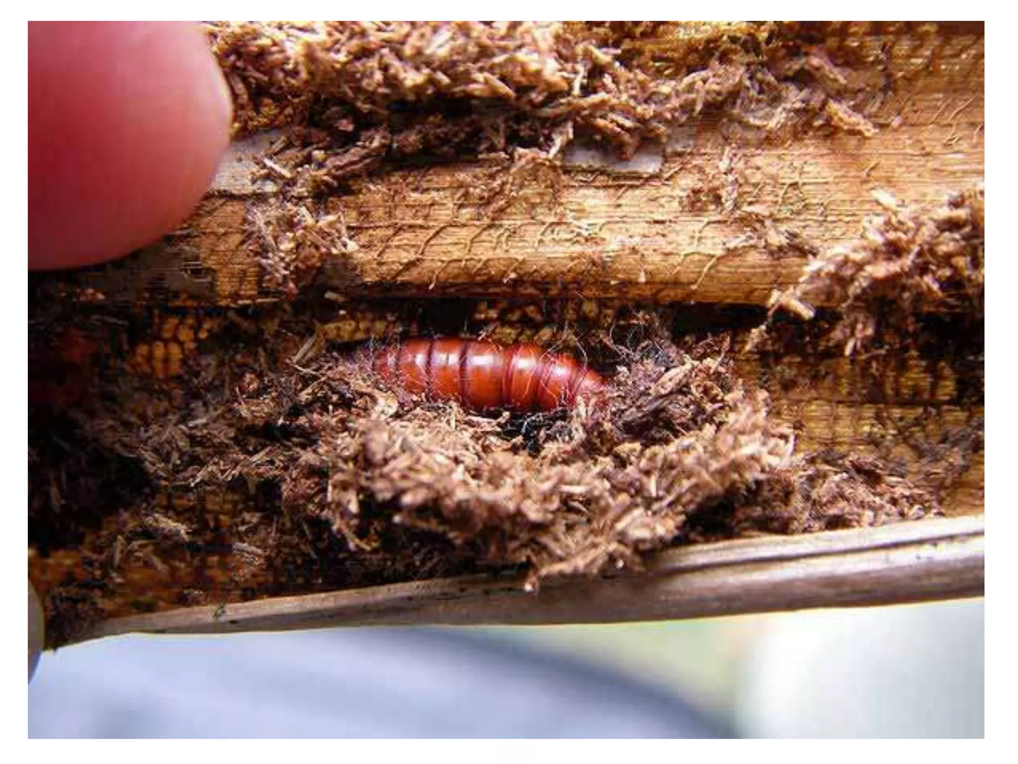 Metamorphosis and immature stages in insects | PPTX