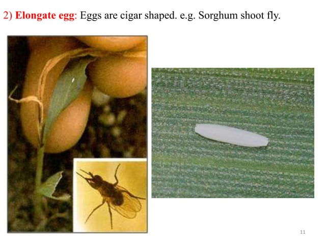 Metamorphosis and immature stages in insects | PPTX