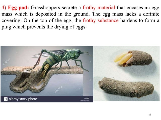 Metamorphosis and immature stages in insects | PPTX