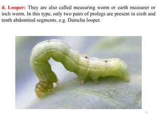 Metamorphosis and immature stages in insects | PPTX