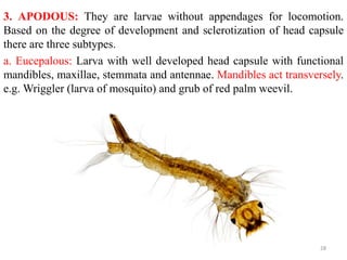 Metamorphosis and immature stages in insects | PPTX