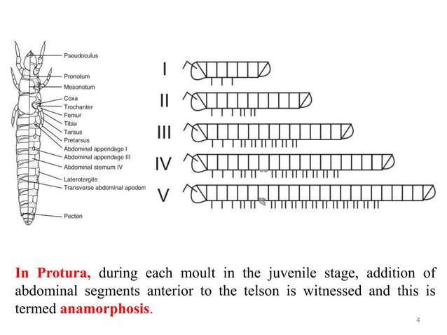 Metamorphosis and immature stages in insects | PPTX