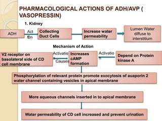 PHARMACOLOGICAL ACTIONS OF ADH/AVP (
VASOPRESSIN)
1. Kidney
ADH
Water permeability of CD cell increased and prevent urination
More aqueous channels inserted in to apical membrane
Phosphorylation of relevant protein promote exocytosis of auaporin 2
water channel containing vesicles in apical membrane
Depend on Protein
kinase A
Increases
cAMP
formation
V2 receptor on
basolateral side of CD
cell membrane
Lumen Water
diffuse to
interstitium
Increase water
permeability
Collecting
Duct Cells
Mechanism of Action
Act
sOn
Activatio
n
Causes
Activatio
n
 