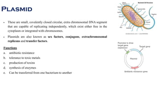 Bacterial cell structure | PDF