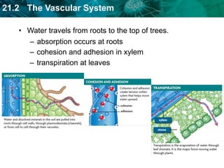 21.2 The Vascular System
– absorption occurs at roots
• Water travels from roots to the top of trees.
– cohesion and adhesion in xylem
– transpiration at leaves
 