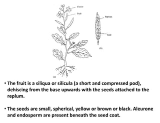 • The fruit is a siliqua or silicula (a short and compressed pod),
dehiscing from the base upwards with the seeds attached to the
replum.
• The seeds are small, spherical, yellow or brown or black. Aleurone
and endosperm are present beneath the seed coat.
 