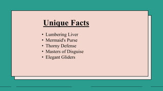 Unique Facts
• Lumbering Liver
• Mermaid's Purse
• Thorny Defense
• Masters of Disguise
• Elegant Gliders
 