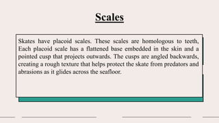 Scales
• Develop winning strategies to keep ahead of the competition
• Capitalize on low-hanging fruit to identify a ballpark value
Skates have placoid scales. These scales are homologous to teeth,
Each placoid scale has a flattened base embedded in the skin and a
pointed cusp that projects outwards. The cusps are angled backwards,
creating a rough texture that helps protect the skate from predators and
abrasions as it glides across the seafloor.
 