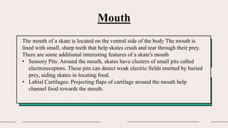 Mouth
The mouth of a skate is located on the ventral side of the body The mouth is
lined with small, sharp teeth that help skates crush and tear through their prey.
There are some additional interesting features of a skate's mouth
• Sensory Pits: Around the mouth, skates have clusters of small pits called
electroreceptors. These pits can detect weak electric fields emitted by buried
prey, aiding skates in locating food.
• Labial Cartilages: Projecting flaps of cartilage around the mouth help
channel food towards the mouth.
 