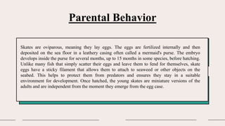 Parental Behavior
Skates are oviparous, meaning they lay eggs. The eggs are fertilized internally and then
deposited on the sea floor in a leathery casing often called a mermaid's purse. The embryo
develops inside the purse for several months, up to 15 months in some species, before hatching.
Unlike many fish that simply scatter their eggs and leave them to fend for themselves, skate
eggs have a sticky filament that allows them to attach to seaweed or other objects on the
seabed. This helps to protect them from predators and ensures they stay in a suitable
environment for development. Once hatched, the young skates are miniature versions of the
adults and are independent from the moment they emerge from the egg case.
 