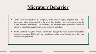 Migratory Behavior
• Unlike their close relatives the stingrays, skates are not highly migratory fish. They
tend to stay close to the seabed in the areas they inhabit. However, some species do
exhibit seasonal movements. For example, the barndoor skate (Dipturus laevis) is
known to migrate to deeper waters in the winter to reproduce.
• Skates use their wing-like pectoral fins to "fly" through the water, but they are not the
strongest swimmers. This is why they tend to stay close to the bottom where they can
rest and avoid predators.
 
