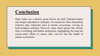 18
Conclusion
Skate fishes are a diverse group known for their flattened bodies
and unique reproductive strategies. In conclusion, these fascinating
creatures play important roles in marine ecosystems, serving as
both predators and prey. However, many skate species face threats
from overfishing and habitat destruction, highlighting the need for
conservation efforts to ensure their survival and the health of
marine ecosystems.
 