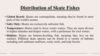 Distribution of Skate Fishes
• Global Reach: Skates are cosmopolitan, meaning they're found in most
parts of the world's oceans.
• Salty Only: Skates are exclusively saltwater fish.
• Temperature: Skates tend to favor cooler waters. They are more diverse
in higher latitudes and deeper waters, with a preference for cool waters.
• Habitat: Skates are bottom-dwelling fish, meaning they live on the
seafloor. Different skate species can be found in a variety of habitats
including soft-sediment seafloors, rocky reefs, and kelp forests.
 