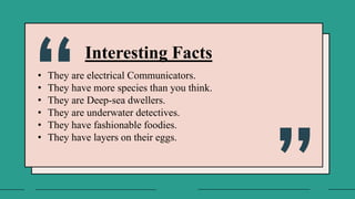 Interesting Facts
• They are electrical Communicators.
• They have more species than you think.
• They are Deep-sea dwellers.
• They are underwater detectives.
• They have fashionable foodies.
• They have layers on their eggs.
 