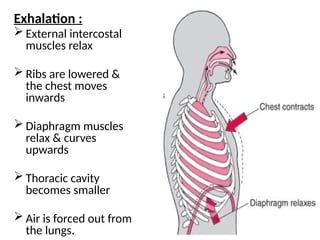 Respiratory system physiology powerpoint.pptx