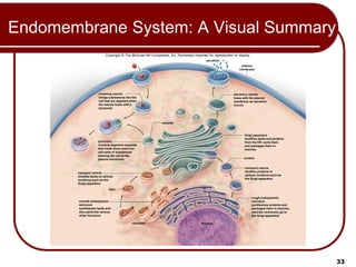 занятие 2,1.pdf cell structure and function | PDF