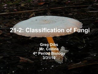 21-2: Classification of Fungi Greg Dibs Mr. Collins 4 th  Period Biology 3/31/10 